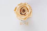 Leonetta Font Duo + Extras, a Serif Font by Angin Studio (Thumbnail 11 of 16)