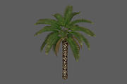 Palm_Tree_Short, an Environmental 3D Model by 2dawngames (Thumbnail 2 of 2)