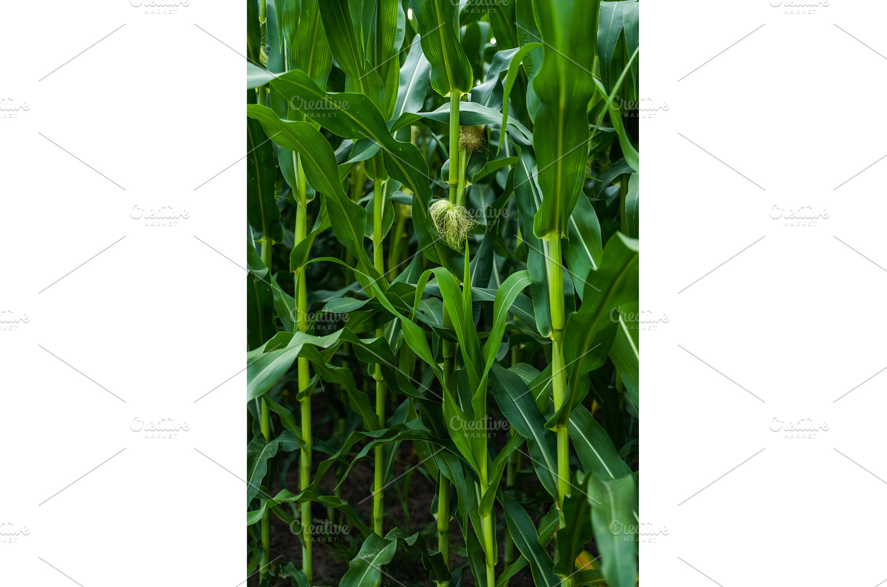 Green cornfield developing cobs and, a Nature Photo by volodymyrshtun13795