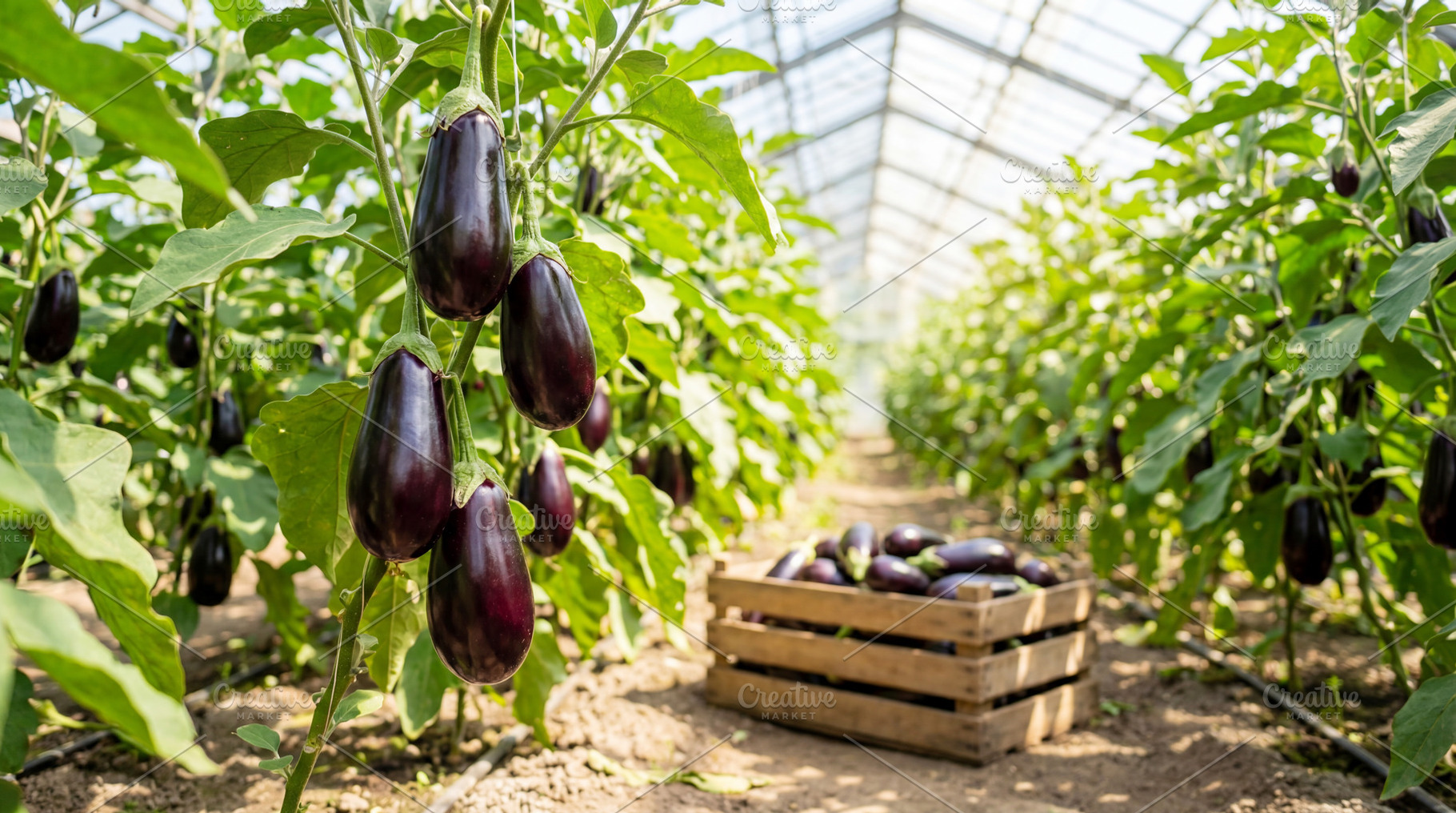 Eggplants growing on plantation, a Food & Drink Photo by Volff