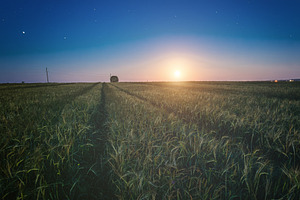 Rural landscape with a wheat field under moonlight, scenic sunse, a Nature Photo by Eugene_Photo