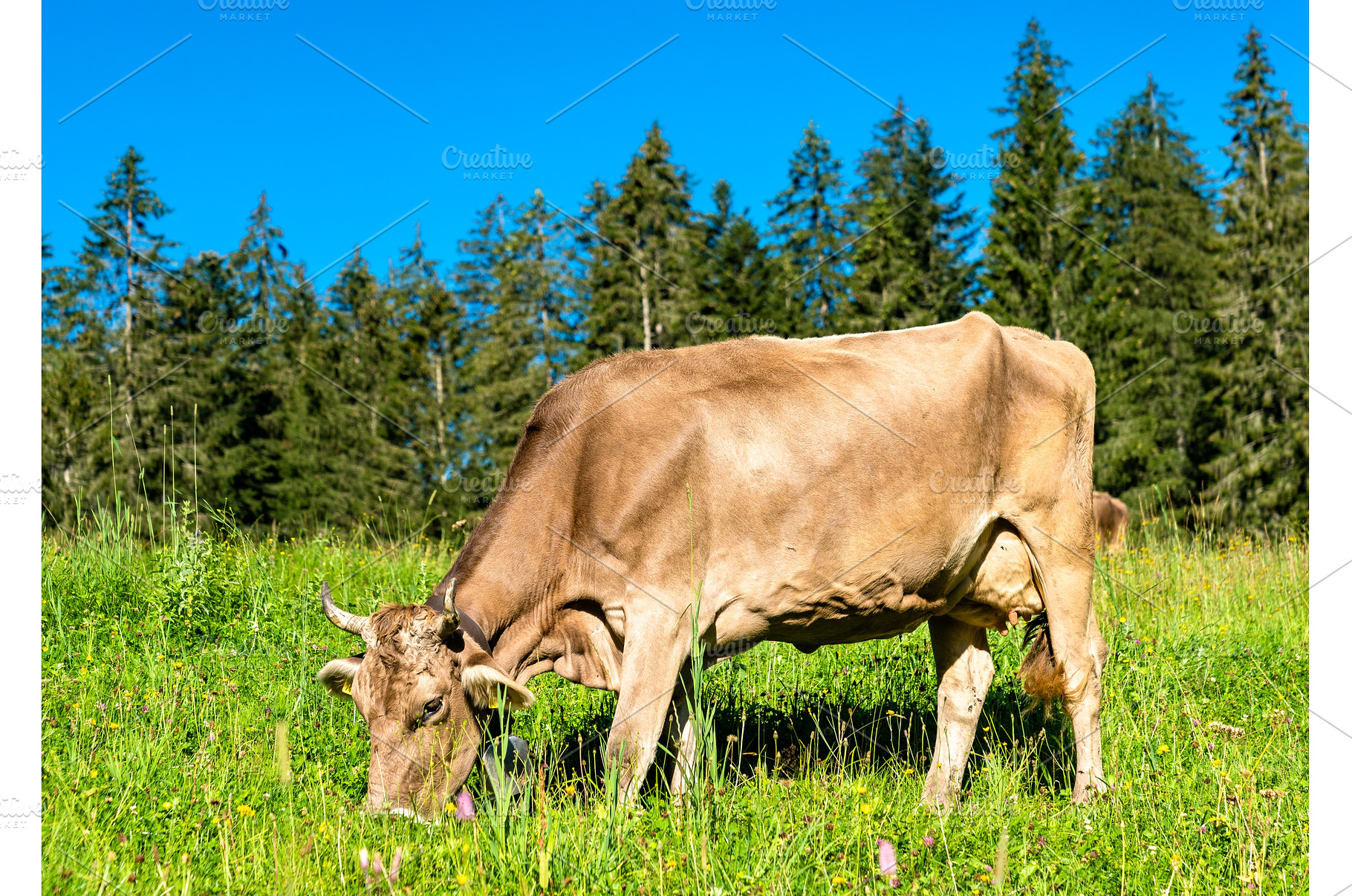 Grazing cow in the Swiss Alps, an Animal Photo by Leonid Andronov