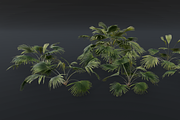 A Fan Palm Bush, a Plants & Tree 3D Model by FuturePastCreatives (Thumbnail 2 of 7)