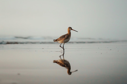 Solitary Godwit Strolling Along the Shimmering Shoreline - A Gen, an Animal Photo by José Manuel Gelpi