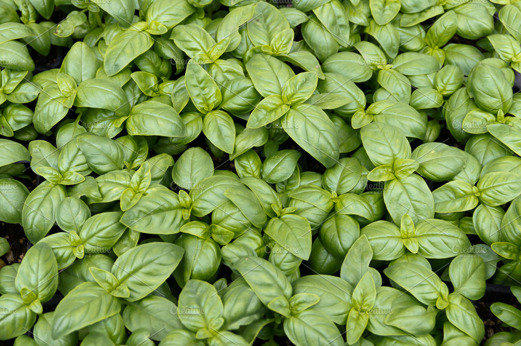 Basil Plants
