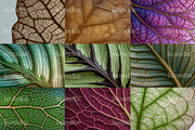 75 Leaf Veins Stock Photos, a Nature Photo by Incomelion (Thumbnail 5 of 14)