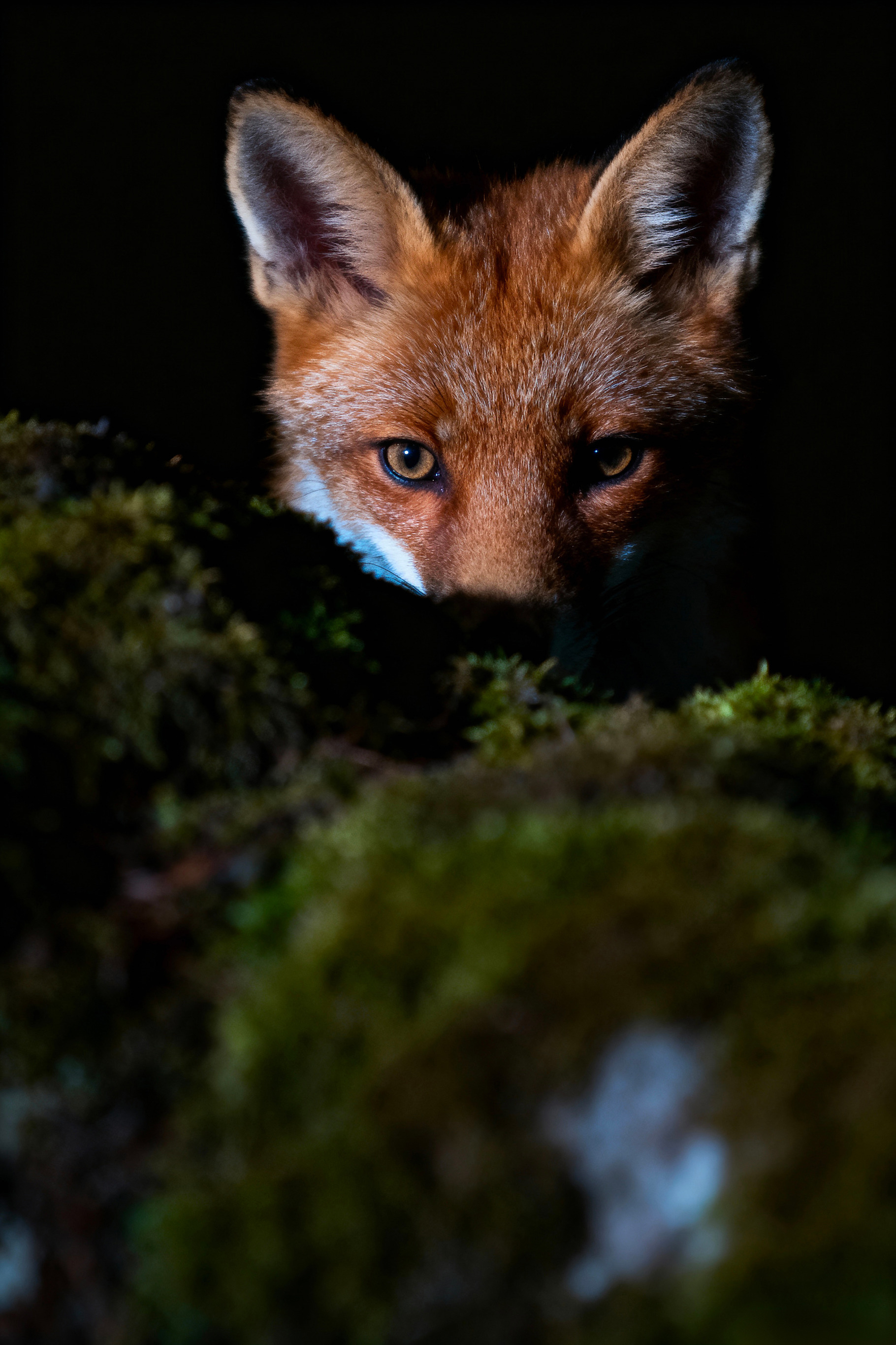 Intense Red Fox Gaze Portrait, an Animal Photo by Virgo Studio