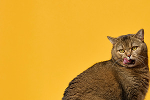 Cat with brown fur licks its lips against a  yellow background., an Animal Photo by ndanko