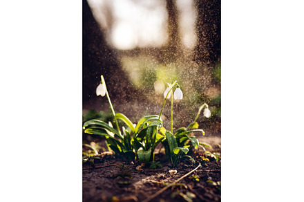 Blossom white snowdrop flowers in, a Nature Photo by Yummypic