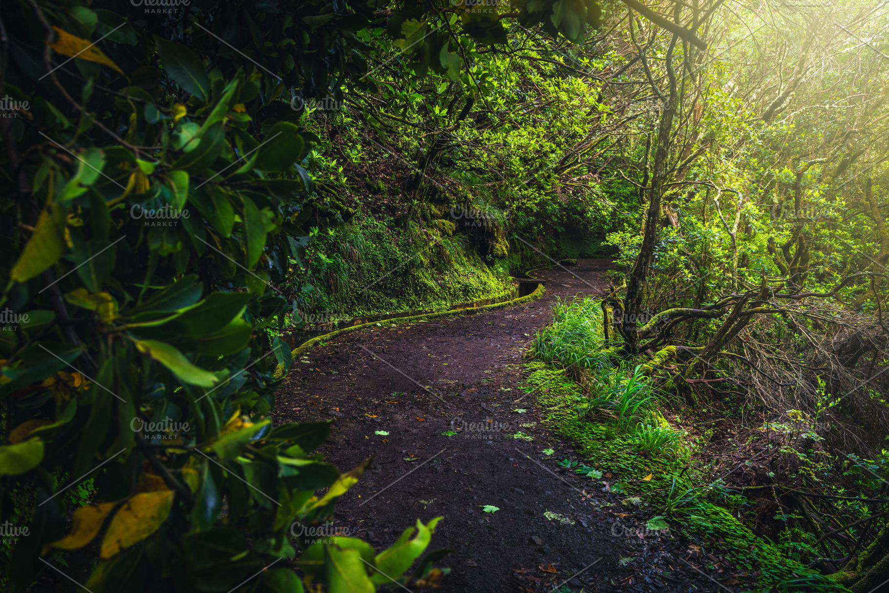 Wide levada hiking trail in Madeira, a Nature Photo by Alpine Dreams