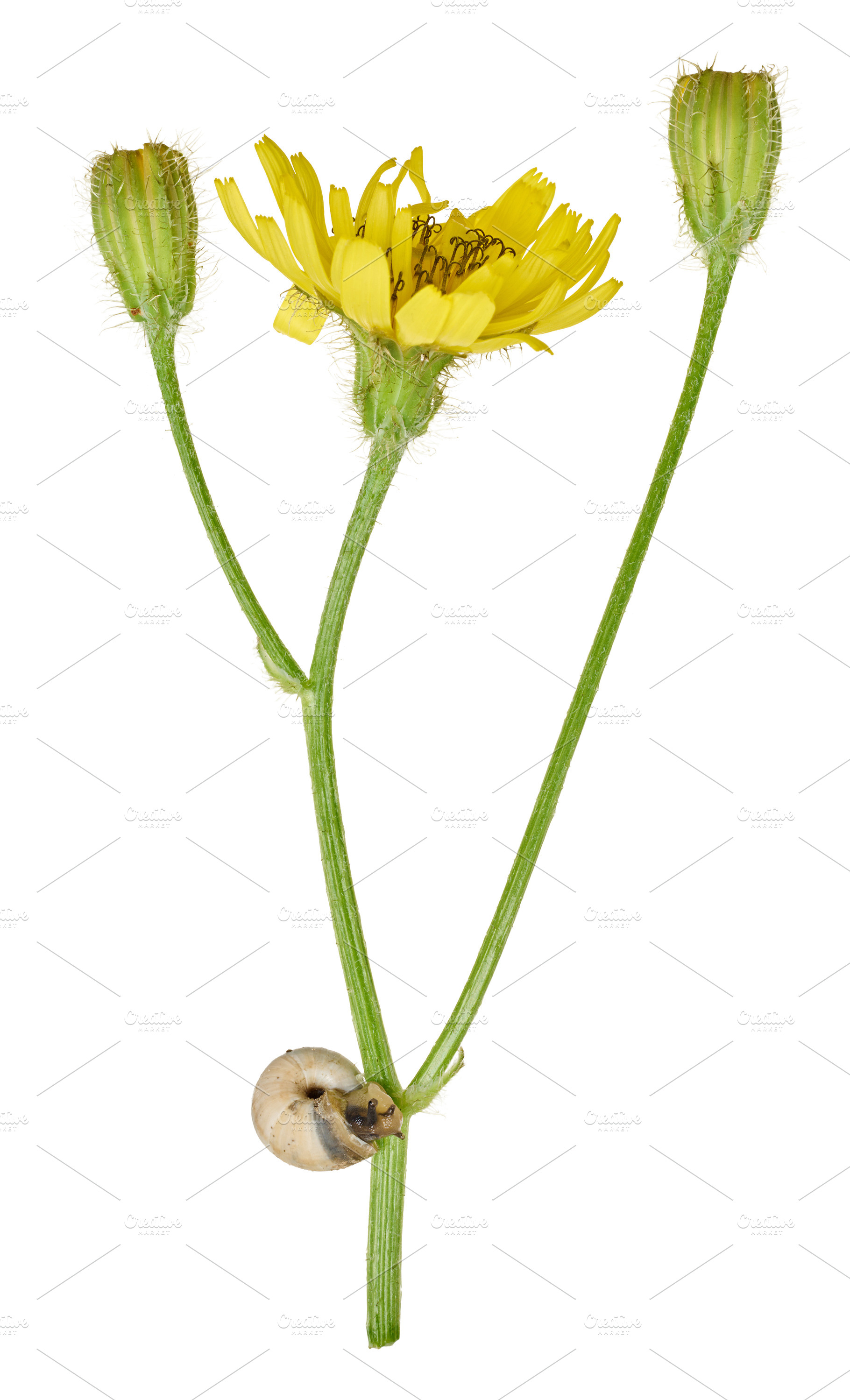 Yellow hawkweed flower with buds and a small snail on the stem o, a Nature Photo by ndanko
