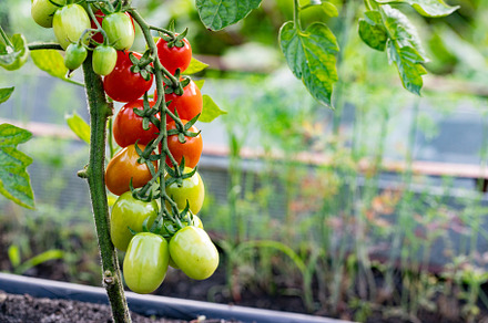 red ripe cherry tomatoes grown