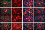 Lava Texture Background, a Texture Graphic by Forhadx5 (Thumbnail 3 of 8)