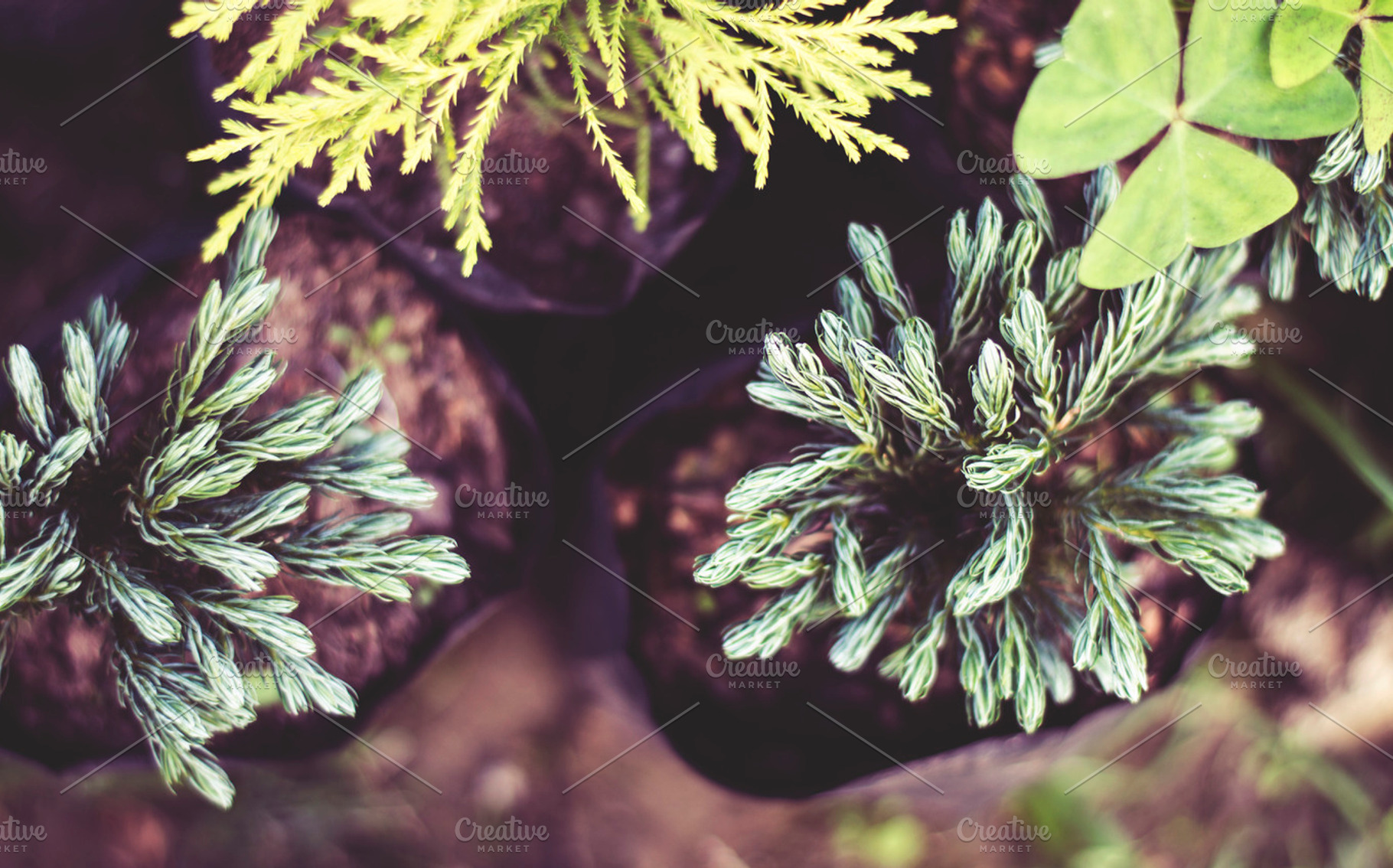 Some Thorny Garden Plants, a Nature Photo by Shots By RC