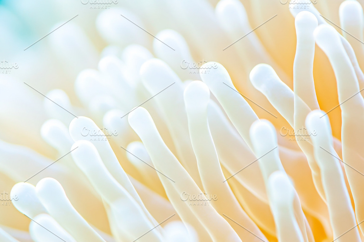 Anemone patterns in soft focus showc, a Photo by Dvoevnore photos (Photo 2 of 2)