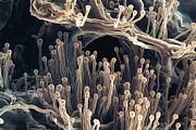72 Microscopic Fungi Backgrounds, a Background Graphic by h.utomo (Thumbnail 53 of 72)