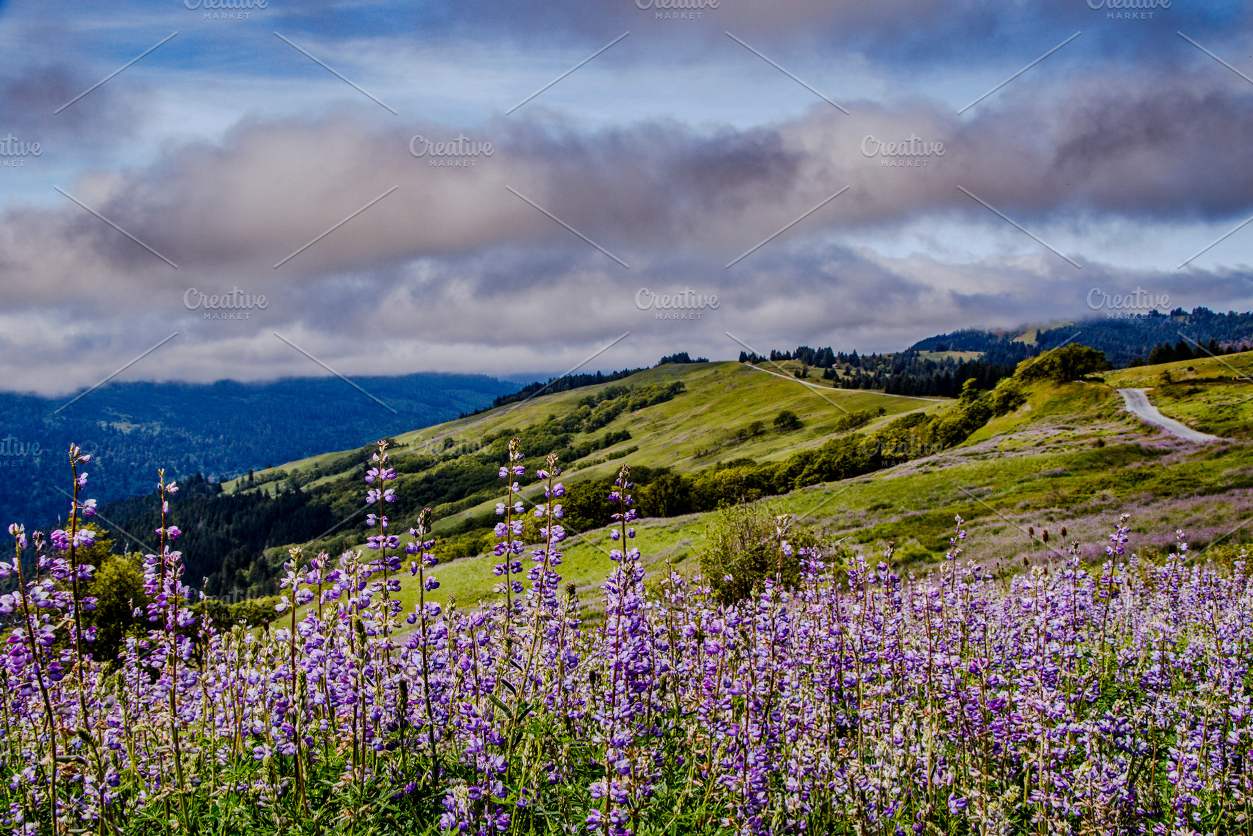 Spring Lupine in Northern California, a Nature Photo by Jillian Butolph