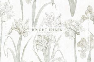 Bright Irises