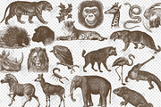 Vintage Exotic Animals Clipart, an Animal Illustration by Digital Curio (Thumbnail 2 of 2)