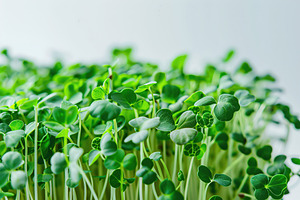 Microgreen broccoli on white background, a Food & Drink Photo by AlyaAnd