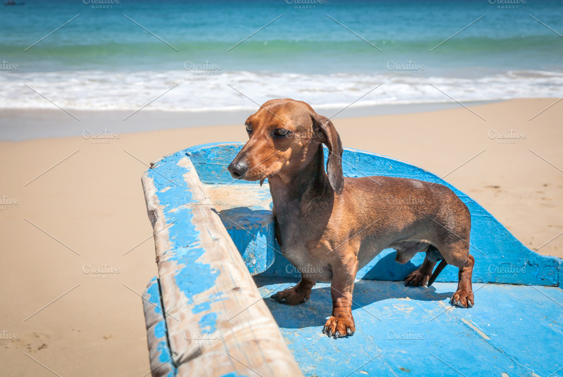 Dachshund dog on the beach containing dog, dachshund, and dachshund dog