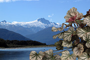 10 PSD Plants Collection 2, an Object Graphic by envirographic (Thumbnail 4 of 4)