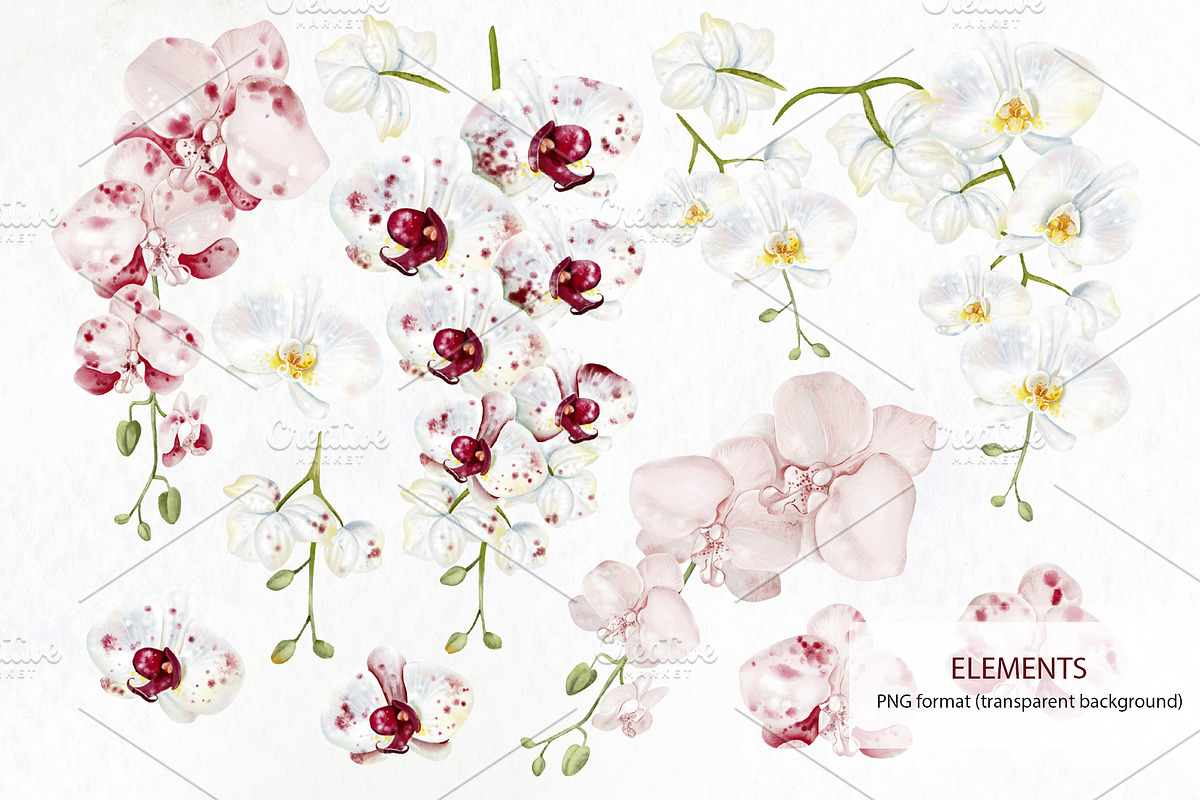 WATERCOLOR ORCHIDS, an Object Graphic by Knopazyzy (Photo 17 of 18)