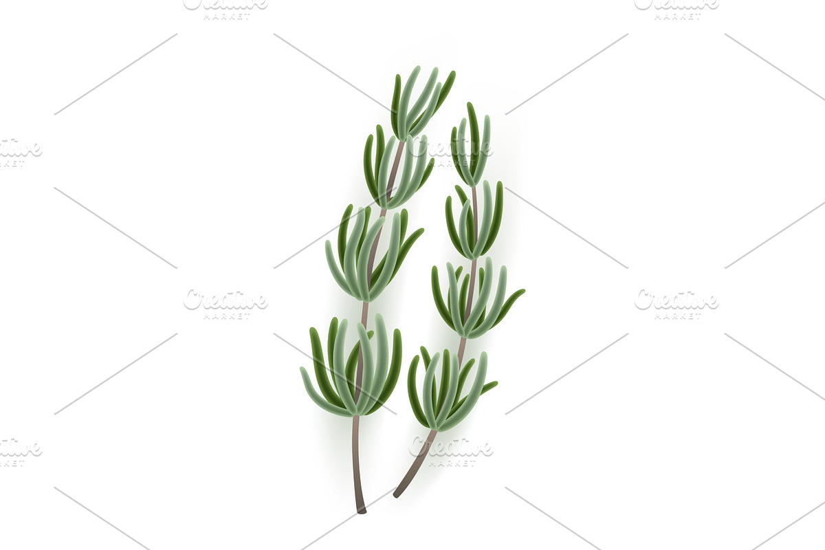 Closeup image of a sprig of, an Object Illustration by Things for designers