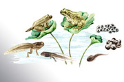 Frog Life Cycle, an Animal Illustration by Daria Ustiugova (Thumbnail 3 of 6)