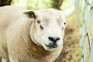 Horizontal Woolly Sheep Photo, an Animal Photo by René Jordaan Photography