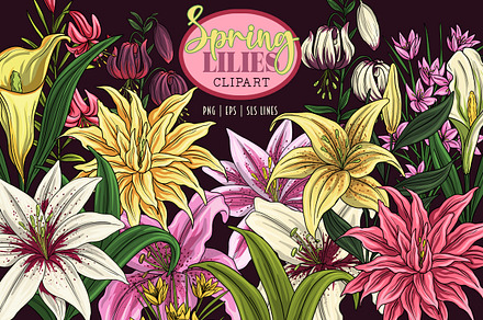 Lily Clipart PNGs, Spring Lilies