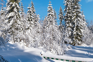 Alpine mountain snowy winter fir forest with snowdrifts and froz, a Nature Photo by YuriyB