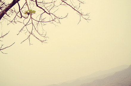 Dried Tree With Retro Filter Effect preview 5