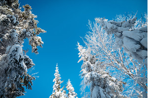 Winter forest canopy under bright, a Nature Photo by HalfPoint