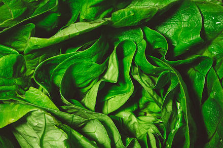 Lettuce stock photo containing background and lettuce