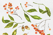 Rowan. Watercolor collection, a Decorative Illustration by Maria's little shop (Thumbnail 2 of 8)