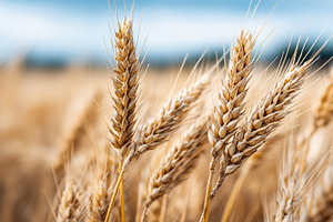 Close up of golden wheat ears, a Nature Photo by MistyDay
