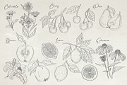 Herbs & Fruits hand drawn collection, an Object Illustration by Garden in frame (Thumbnail 7 of 9)