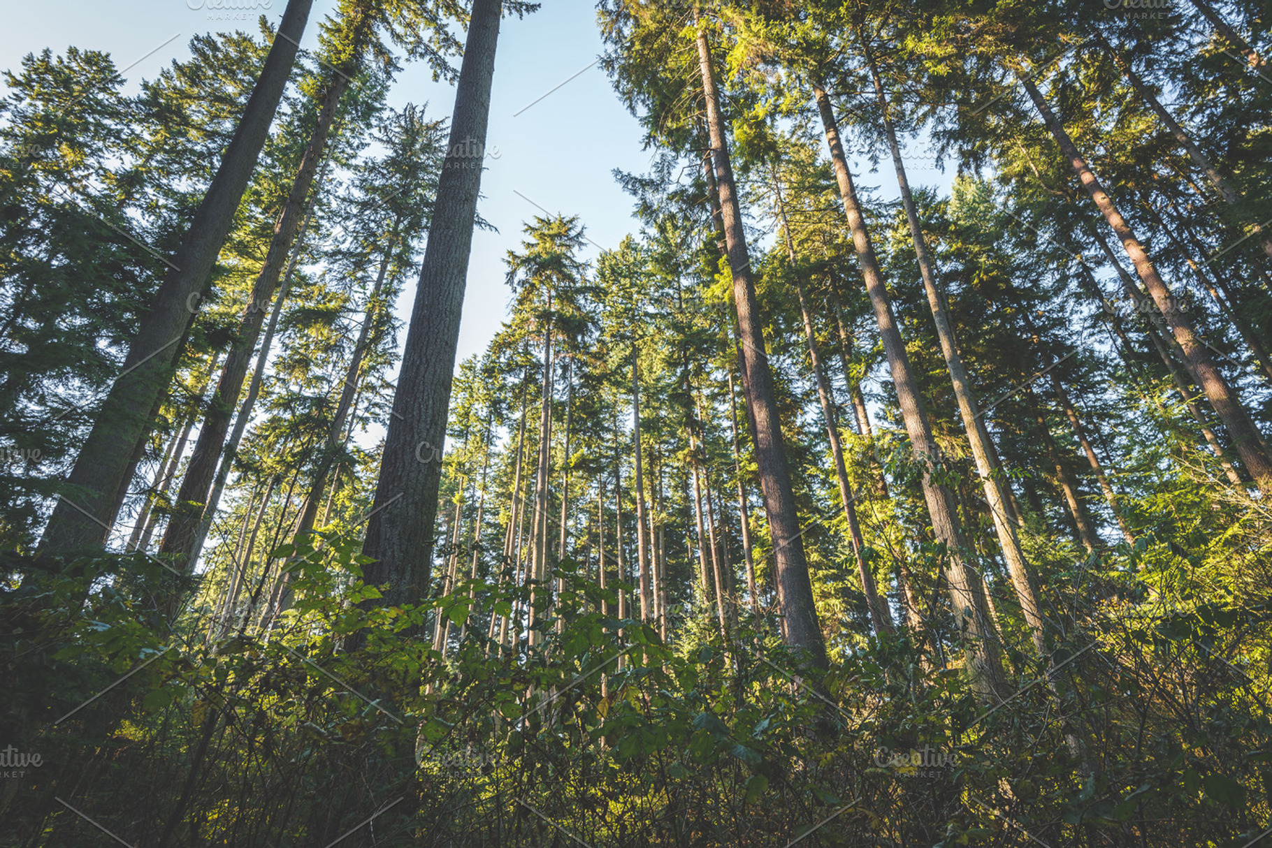 Tall Trees in the Forest, a Nature Photo by Kelly Van de Vliet