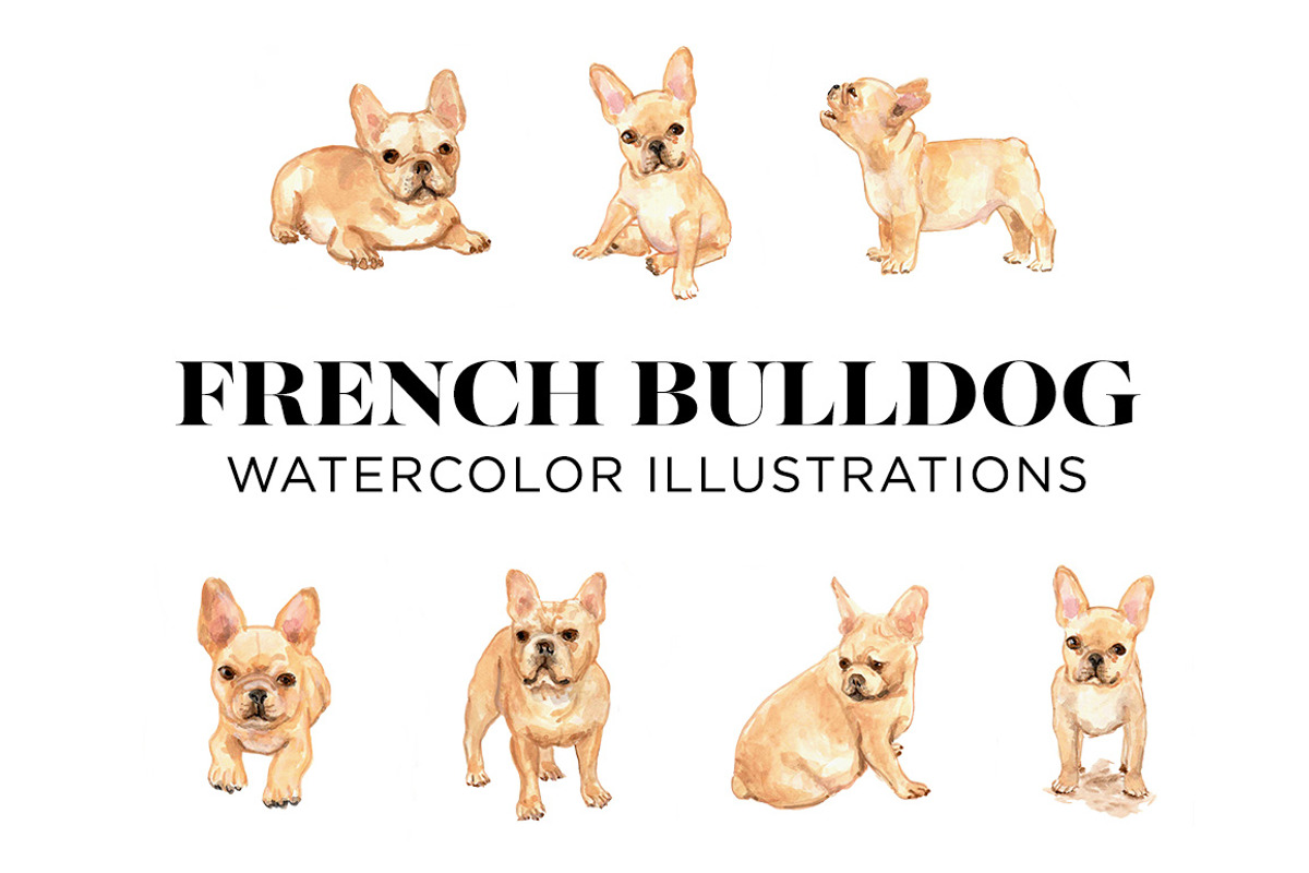 French Bulldogs, an Animal Illustration by Carol Cooper Studios (Photo 1 of 8)