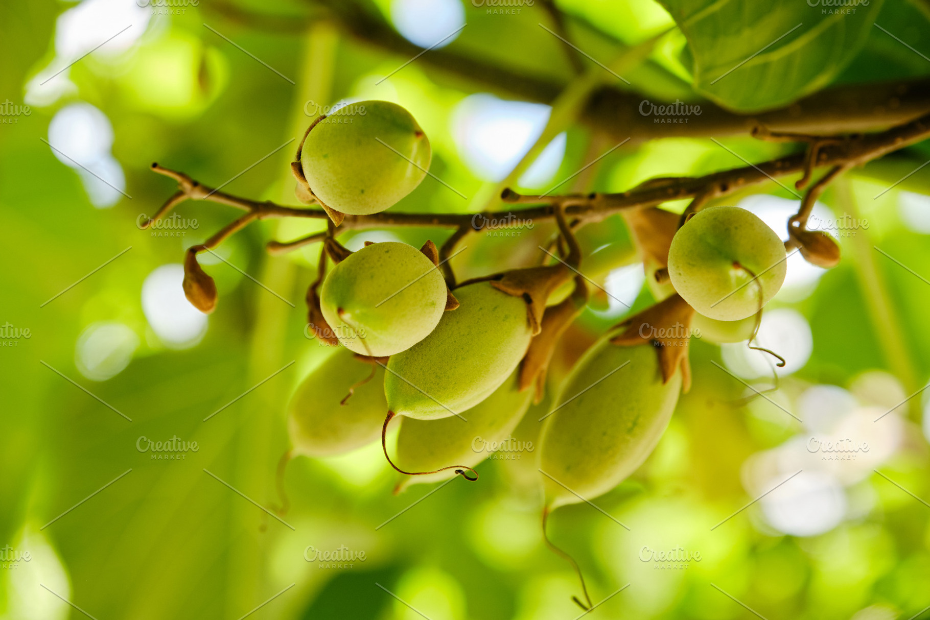 Cluster of green Paulownia seed pods on a tree branch in bright sunlight., a Nature Photo by Rohan Photography