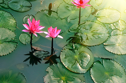Pond with water lily containing aquatic, background, and beauty, a Nature Photo by Liliia Rudchenko