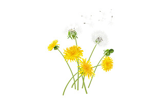 Vector Object Brushes.Dandelion.