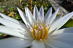 Extreme close-up view, a Nature Photo by Imaginarium