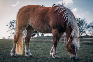 Horse #1, an Animal Photo by jakub_kopecky