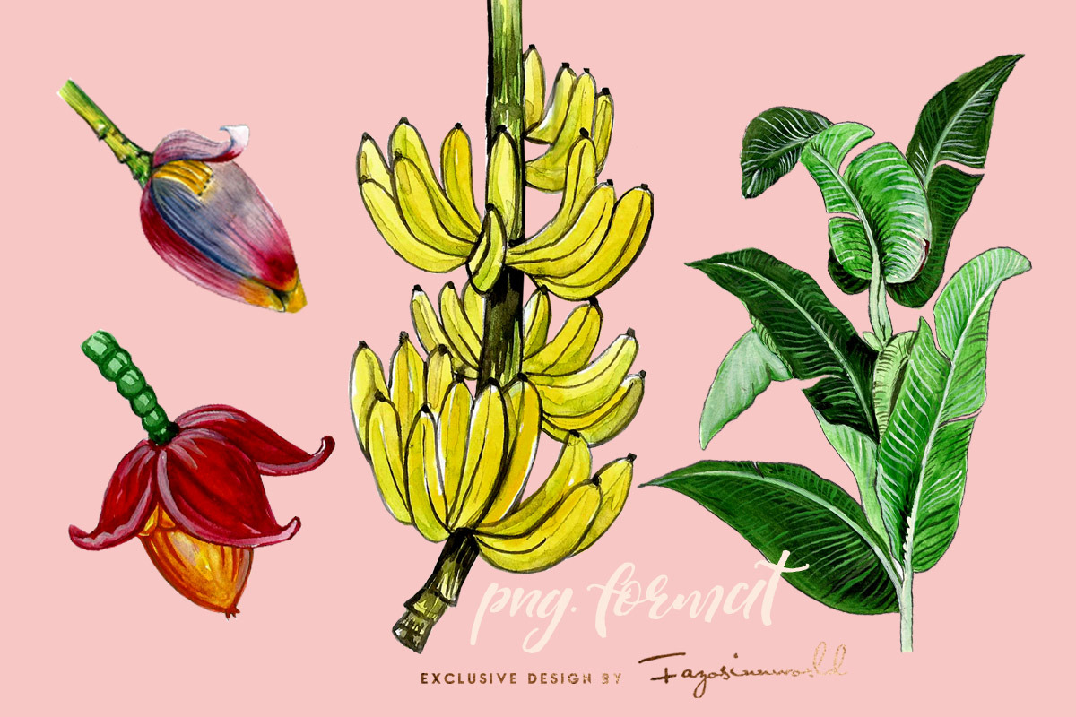 BANANA LEAVES AND BLOSSOM., an Illustration by FAZOSINNWORLD (Photo 3 of 4)