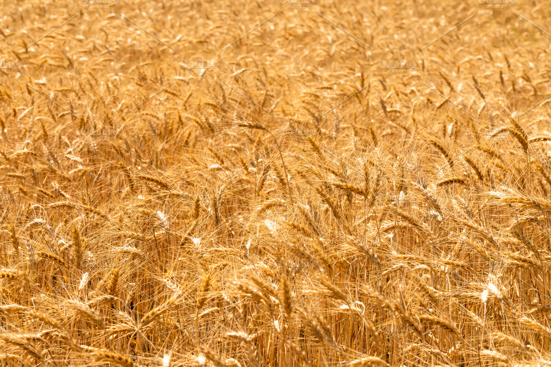 Wide view of a ripe golden wheat field under sunlight, capturing, a Nature Photo by Ales Munt