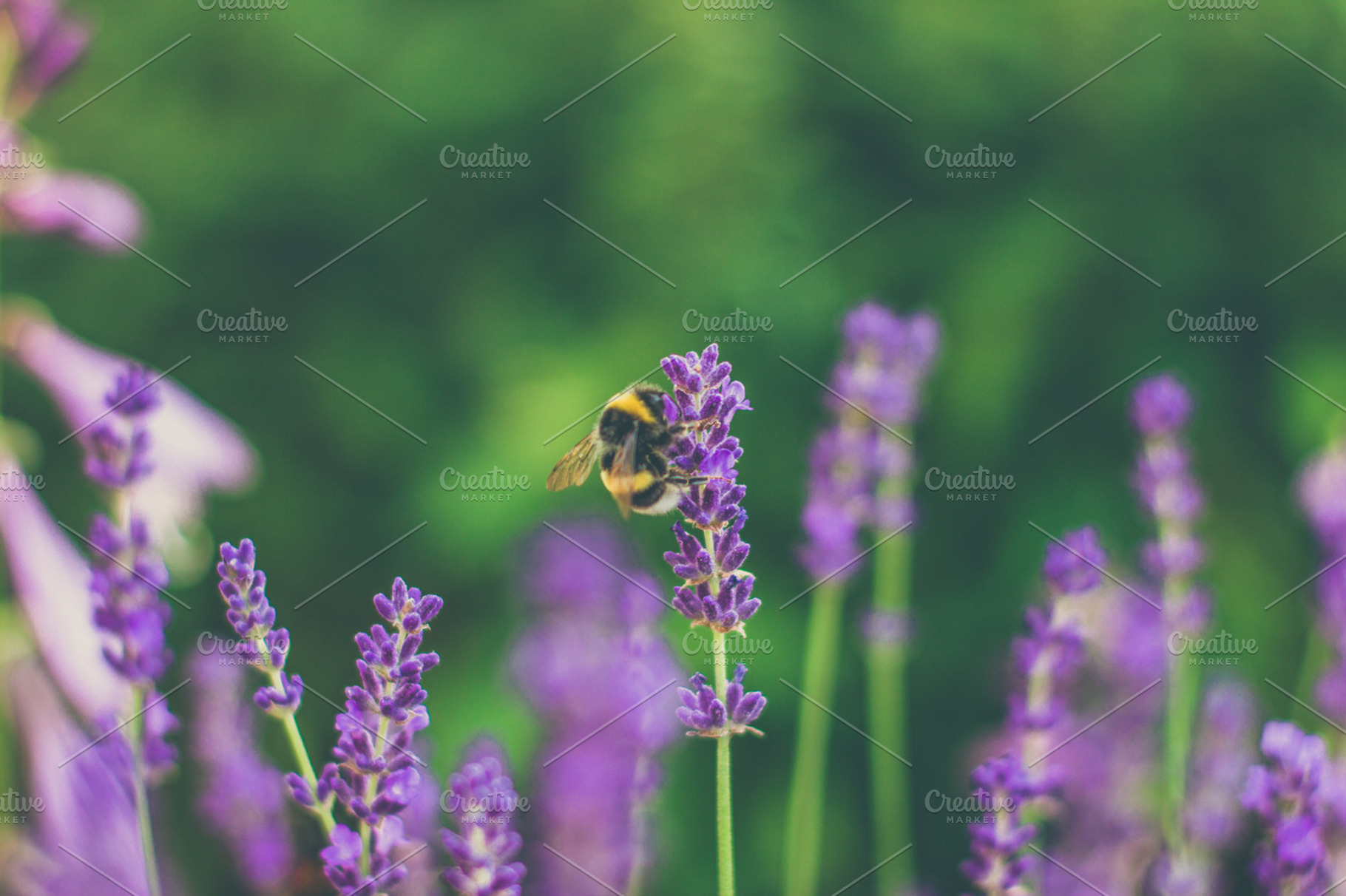 Bumble Bee Containing Bee Bumble And Fly