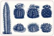 Vintage Cacti and Succulents, an Object Illustration by Mr Vintage (Thumbnail 3 of 11)