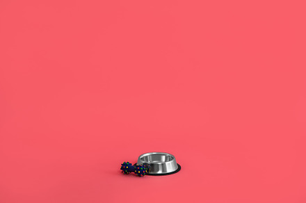 Dog bowl and toy on pink background, space for text, an Animal Photo by AtlasStudio